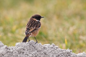 Stonechat (Saxicola rubicola) male standing on a mound