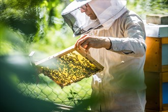Beekeeper examines a honeycomb with honey bees (Apis) at his stock