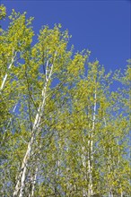 Birches (Betula)