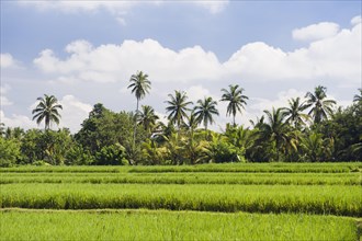 Paddy field and coconut trees