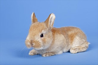 Domestic Rabbit (Oryctolagus cuniculus forma domestica)