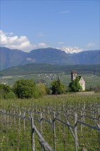 Wine growing at the castle church of St. Sebastian