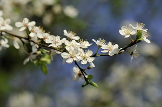 Blossom of the cherry plum (Prunus cerasifera)