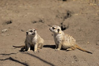 Meerkats (Suricata suricatta) alert pair