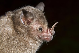 Seba's Short-tailed Bat (Carollia perspicillata)