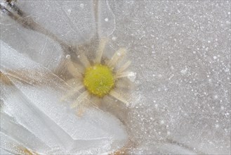 Flower in ice