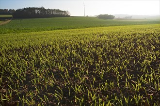 Budding winter wheat (Triticum aestivum) in the field