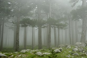 Trees in the fog on the Col del Bavella