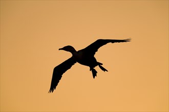 Great Cormorant (Phalacrocorax carbo) silhouette in flight at sunrise