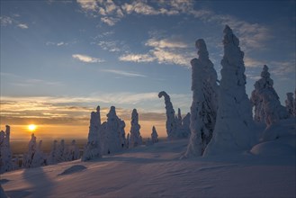 Snow-covered trees