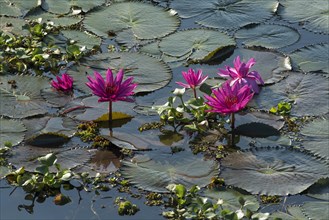 Lotus flowers (Nelumbo)