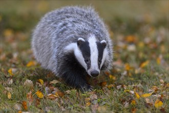 European badger (Meles meles)