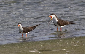 A pair of Black Skimmers (Rynchops niger) in shallow water near the ocean shore