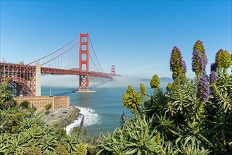 Lush vegetation in front of the Golden Gate Bridge