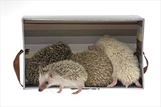 Four-toed Hedgehogs or African Pygmy Hedgehogs (Atelerix albiventris) in a box