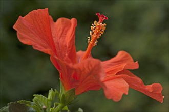 Red Hibiscus flower (Hibiscus)