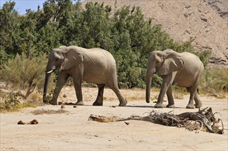 Two of the rare Namibian Desert Elephant (Loxodonta africana)