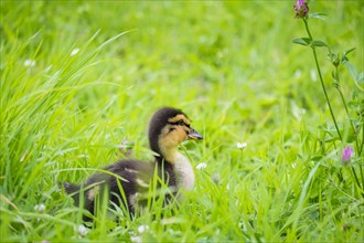 Ten-day-old duckling in the grass