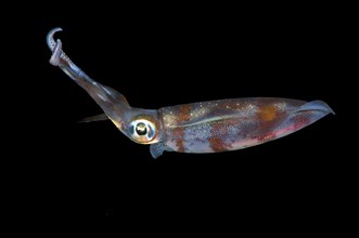 Bigfin Reef Squid (Sepioteuthis lessoniana)