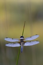 Broad-bodied Chaser or Broad-bodied Darter (Libellula depressa) on rush