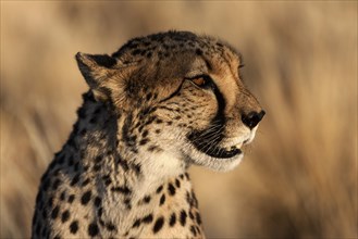 Cheetah (Acinonyx jubatus) in Keetmanshoop