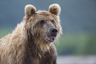 Brown bear (Ursus arctos)