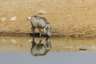 Common Warthog (Phacochoerus africanus) drinking at a waterhole