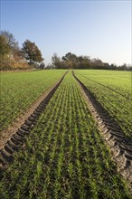 Budding winter wheat (Triticum) and tractor tracks in a field