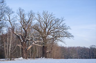 Old English oaks (Quercus robur) in winter