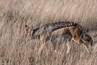 Black-backed jackal (Canis mesomelas) prowling through the grass