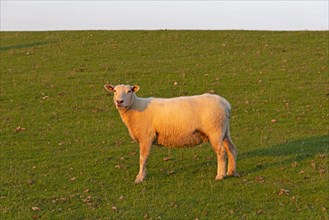 Sheep (Ovis aries) at the dike
