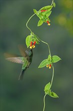 Violet-capped woodnymph (Thalurania glaucopis) drinking nectar at a flower