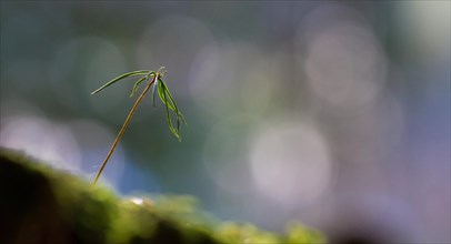 Spruce seedling (Picea abies)