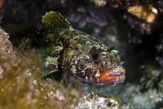 Red-mouthed goby (Gobius cruentatus)