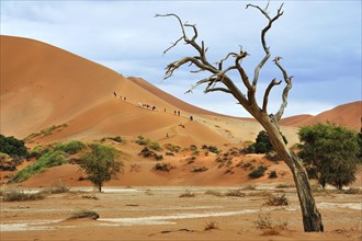 Tourists climbing the dunes of Sossusvlei