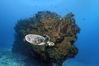 Loggerhead sea turtle (Caretta caretta) in front of coral block