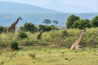 Giraffes (Giraffa camelopardalis)