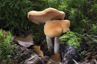 Hedgehog Mushroom (Hydnum repandum var. Rufescens)