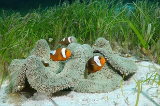 Saddleback clownfish (Amphiprion polymnus) Bohol Sea
