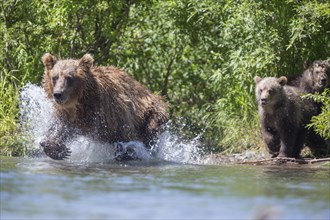 Brown bear (Ursus arctos) mother hunting