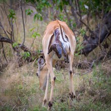 Impala (Aepyceros melampus) female at birth