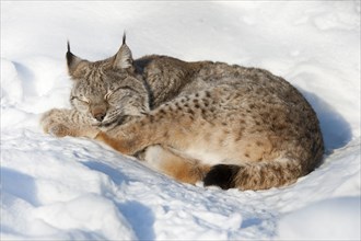 Eurasian lynx (Lynx lynx) lying in the snow and sleeping