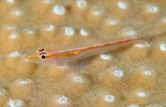 Large Whip Goby or White-line Seawhip Goby (Bryaninops amplus)