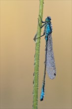 Blue-tailed damselfly (Ischnura elegans)