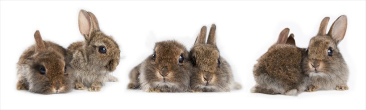 Three pairs of young Dwarf rabbits (Oryctolagus cuniculus forma domestica)