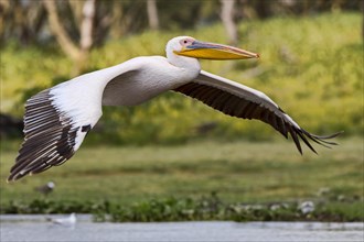Great white pelican (Pelecanus onocrotalus) in flight