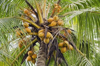 Coconuts on a coconut palm (Cocos nucifera)