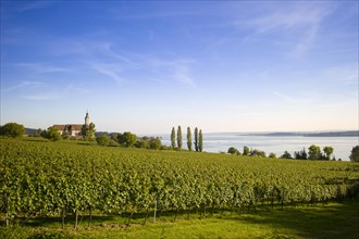 Vineyards on Lake Constance