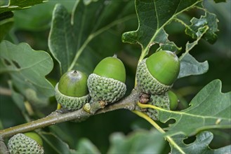 Acorns of the Downy Oak or Pubescent Oak (Quercus pubescens)