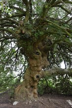 Mastic Tree (Pistacia lentiscus)